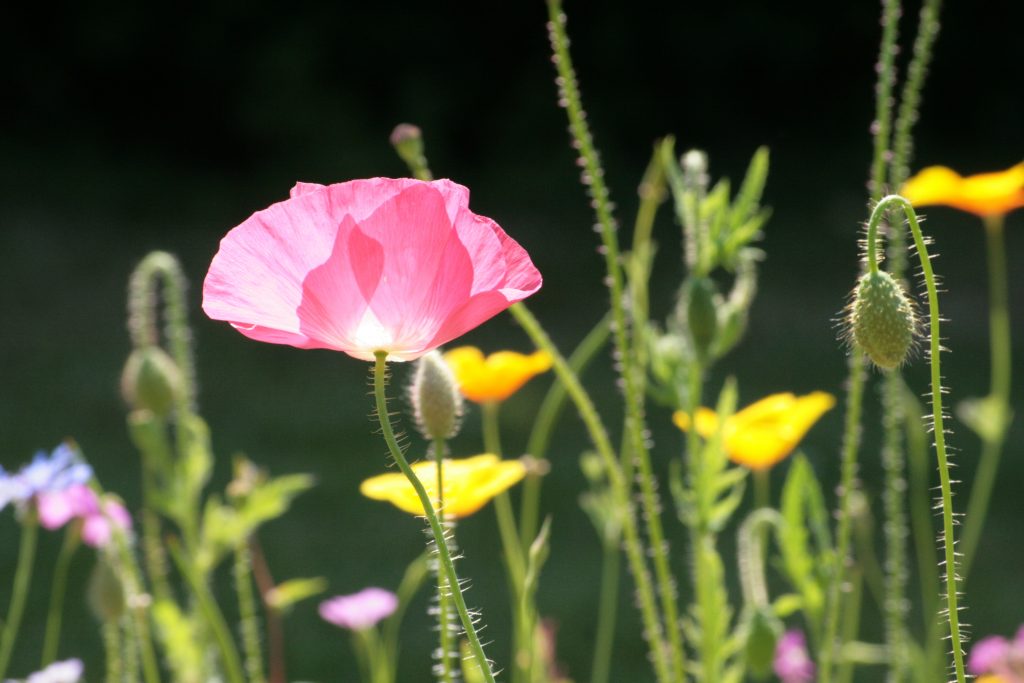 Blüte