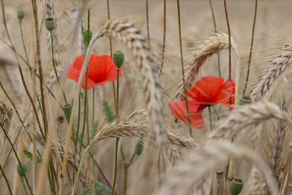 Kornblumen im Korn