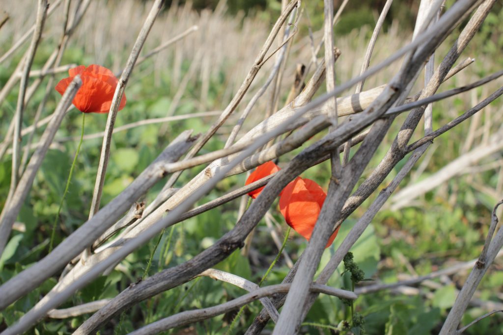 Kornblumen zwischen Geäst