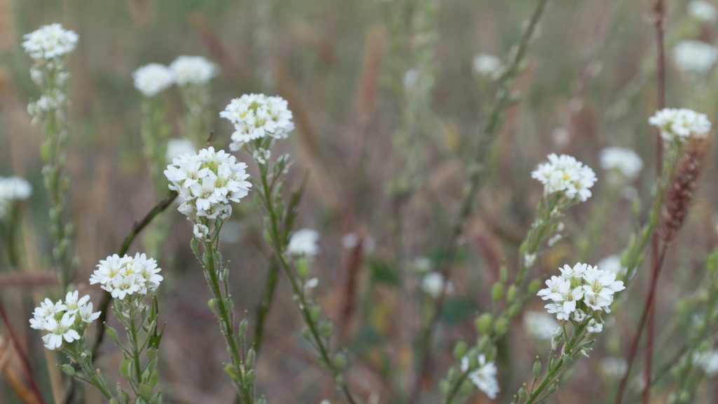 Foto Blüten