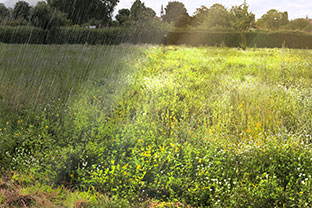 Ein sonnengeflutetes Bild mit Sommerregen