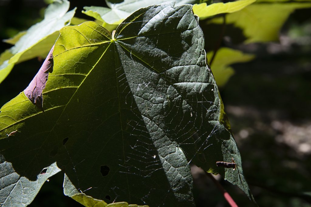 Spinnennetz auf grün: Das Blatt eines Baumes wird durch die Struktur eines Spinnennetzes gemustert. Der Hintergrund verschwindet in einer Unschärfe.