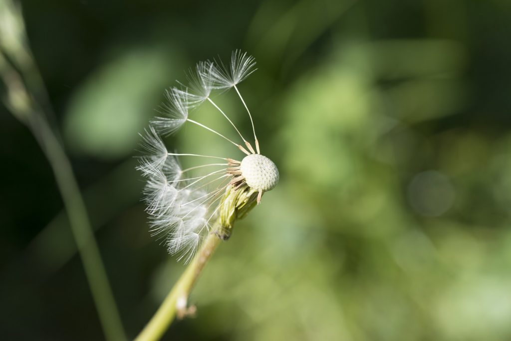 Eine Nahaufnahme einer verwehten Pusteblume. An der Blütenmitte sind nur noch ungefähr 10 Blütensamen zu sehen. Beim nächsten Windstoß werden auch diese verflogen sein.