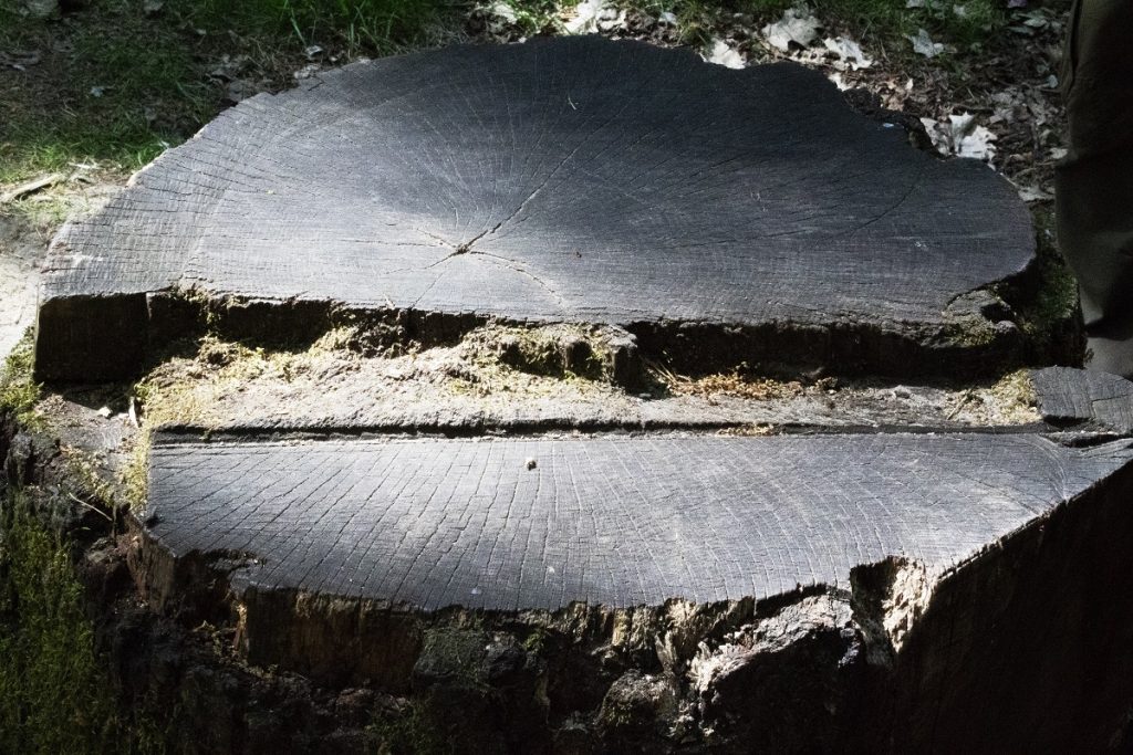 Schnittstelle: Dieses Foto zeigt einen Baumstumpf von schräg oben fotografiert. Die Struktur der Jahresringe wird schon von den Zeichen der Zeit und eine daraus resultierender Struktur dominiert.