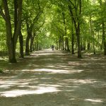 Das Foto zeigt eine Allee in einem Wald oder Park. Der breite Sandweg ist gesäumt von hohen Laubbäumen, durch die die Sonne scheint und Schatten wirft.Im Bildhintergrund ist auf dem Weg ein Radfahrer zu sehen.