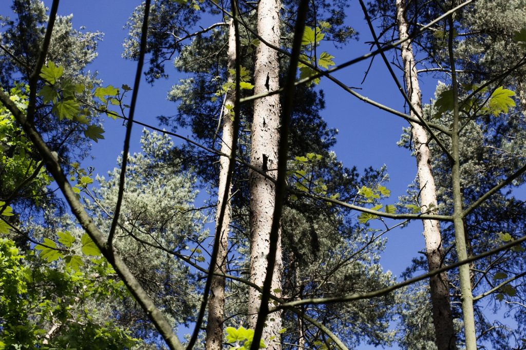 Ein Foto auf welchem dunkelblau der Himmel im Hintergrund zu sehen ist. Vor dem Himmel zeichnen sich drei Baumstämme ab, die aussehen, als seinen es die Stäme von Kiefern. Im Vordergrund sind Zweife, an denen wenige Laubblätter zu erkennen sind, sie sind hellgrün währen die Nadeln der Kiefern eher grau und dunkelgrün schimmern. Der Fabe des Himmel nach zu urteilen, ist das Foto an einem Sommertag entstanden. Die Sonne lässt die Blätter an den Ästen hellgrün leuchten.